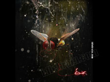 Eega